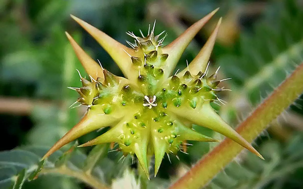Horny Goat Weed Epimedium icariin extract — vasodilation and libido botanical in BoostSteelX with 2000 years of clinical use for male potency