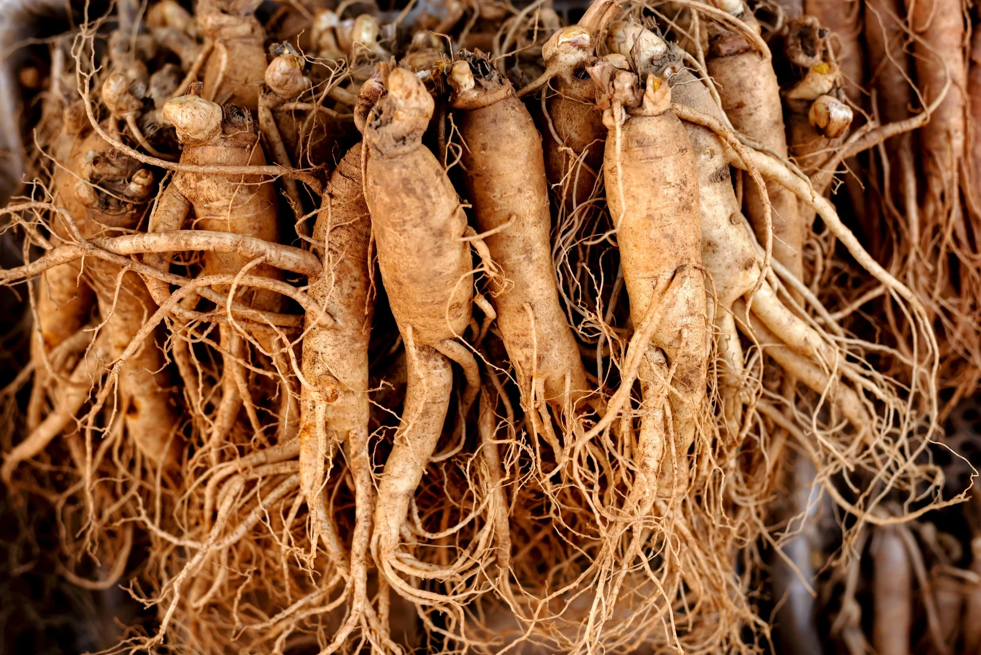 Peruvian Maca root extract — neurological libido activator in BoostSteelX proven to increase sexual desire independent of testosterone levels