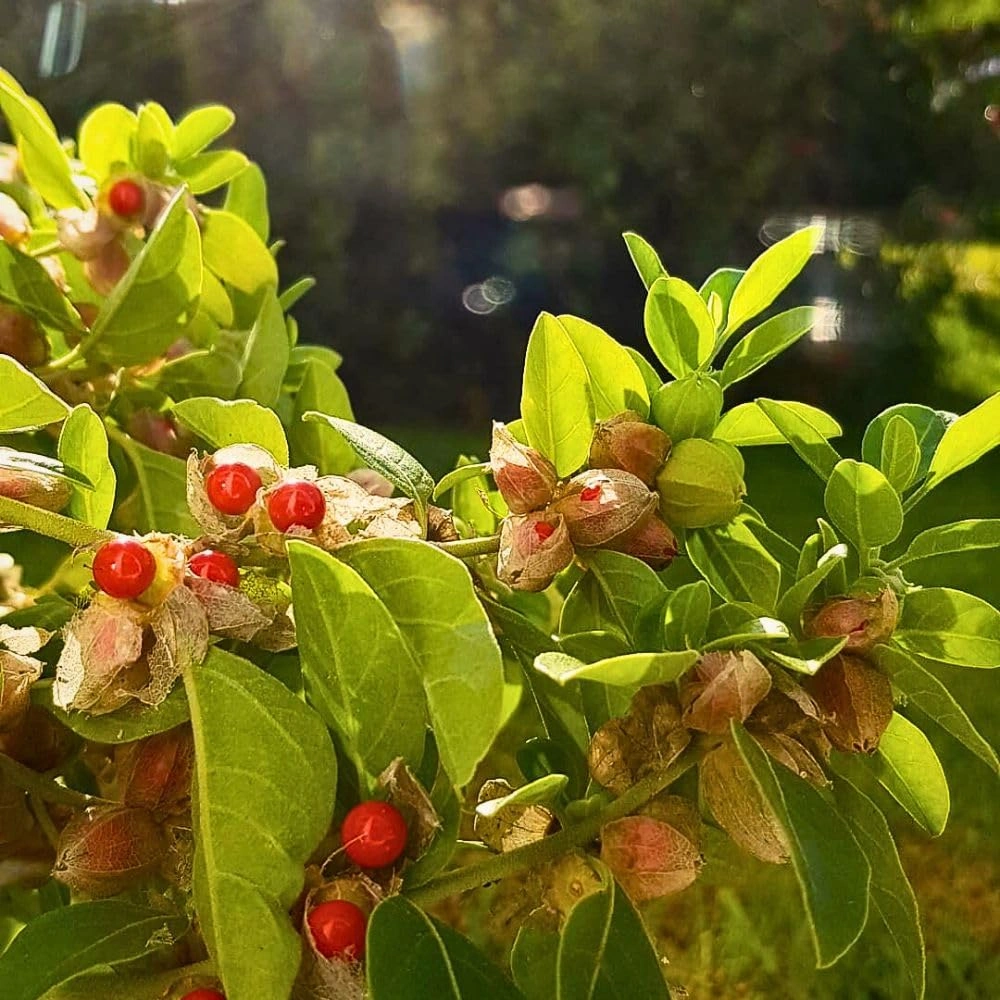 Ginkgo Biloba 24 percent standardized extract — peripheral vasodilator in BoostSteelX increasing blood flow to erectile tissue and improving medication-related ED